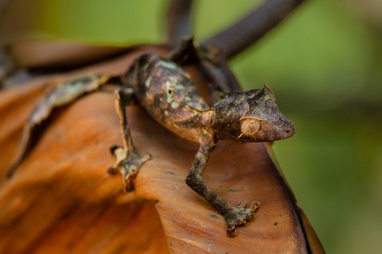 122 Peyrieras reservaat, kleine bladstaartgekko.jpg